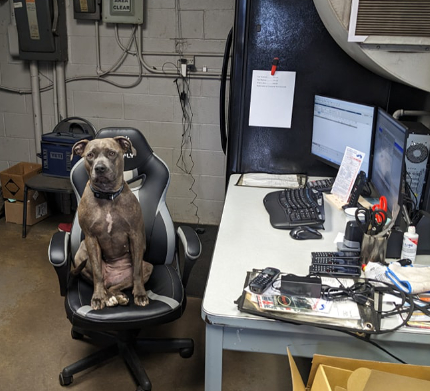 dog as a service writer